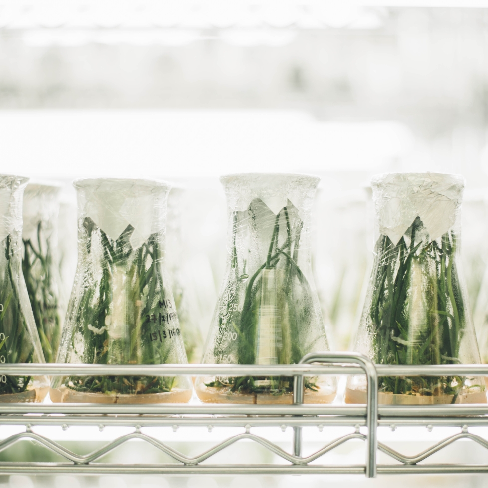 servicios from lab to field formulacion